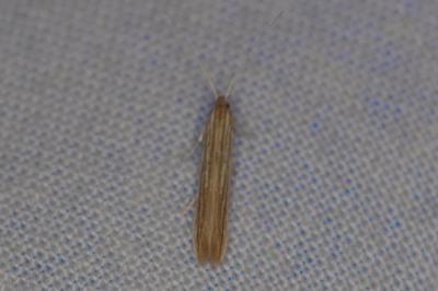 <i>Coleophora</i>