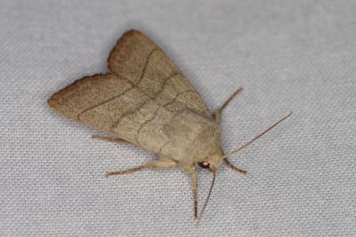 <i>Charanyca trigrammica</i>