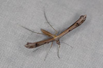 <i>Stenoptilia</i>