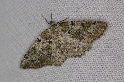 <i>Cleorodes lichenaria</i>