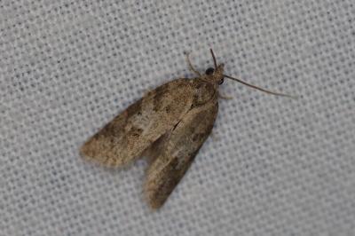 <i>Cnephasia</i>