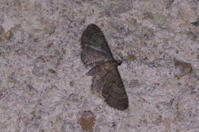 <i>Eupithecia haworthiata</i>