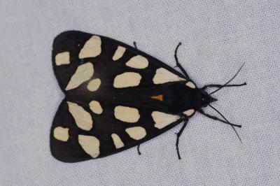 <i>Arctia villica</i>