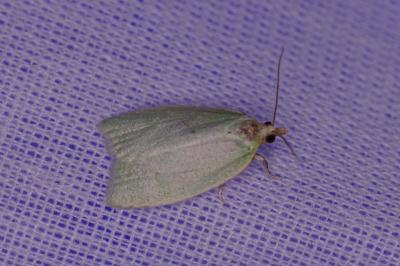 <i>Tortrix viridana</i>