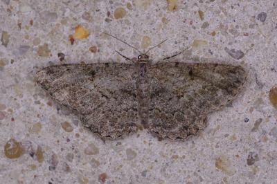 <i>Peribatodes rhomboidaria</i>