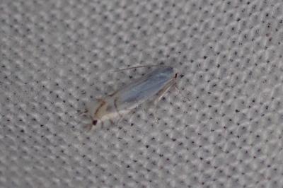 <i>Phyllonorycter harrisella</i>
