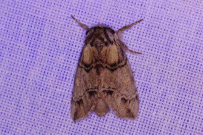 <i>Drymonia velitaris</i>