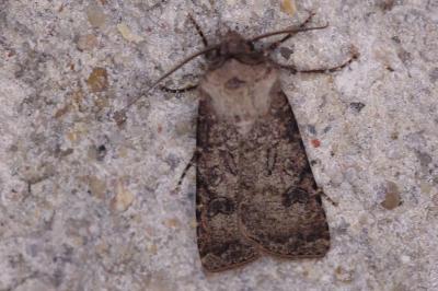 <i>Agrotis segetum</i>