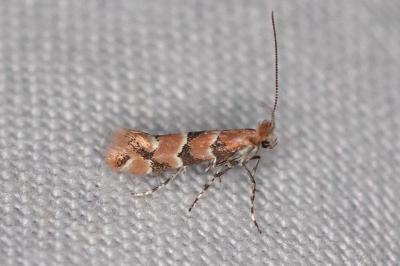 <i>Phyllonorycter trifasciella</i>