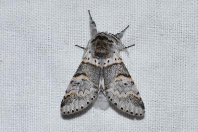 <i>Furcula bifida</i>