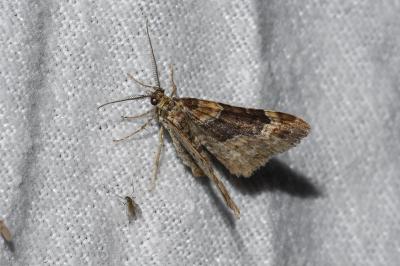 <i>Xanthorhoe ferrugata/spadicearia</i>
