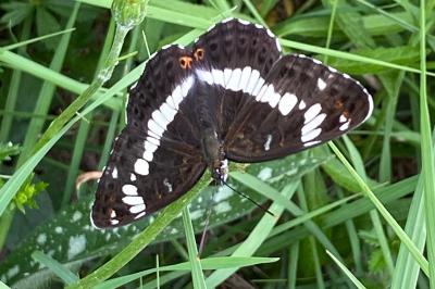 <i>Limenitis camilla</i>
