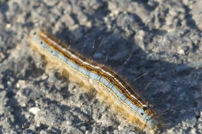 <i>Malacosoma neustria</i>