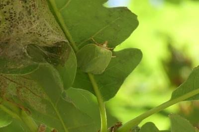 <i>Tortrix viridana</i>