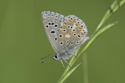 <i>Lysandra bellargus</i>