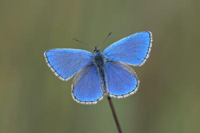 <i>Lysandra bellargus</i>