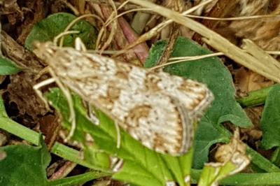 <i>Nomophila noctuella</i>