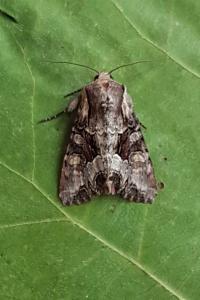 <i>Lacanobia w-latinum</i>
