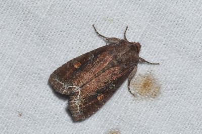 Lacanobia oleracea