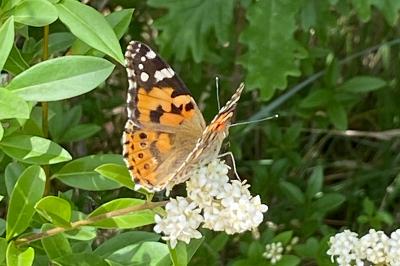 <i>Vanessa cardui</i>