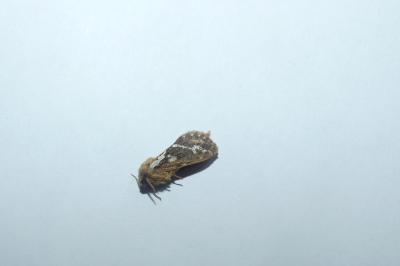 <i>Korscheltellus lupulinus</i>