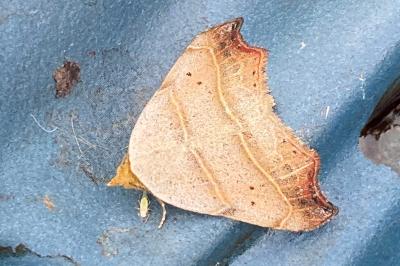 <i>Laspeyria flexula</i>