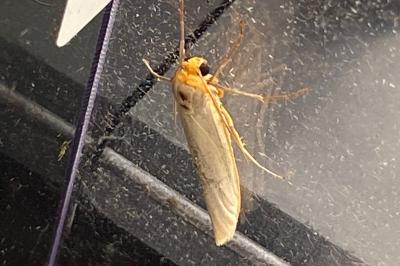 <i>Eilema caniola</i>