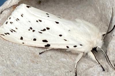 <i>Spilosoma lubricipeda</i>