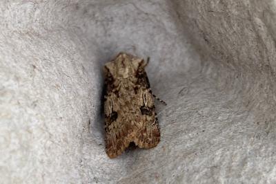 <i>Agrotis puta</i>