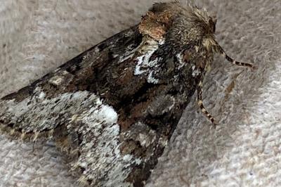 <i>Oligia</i>