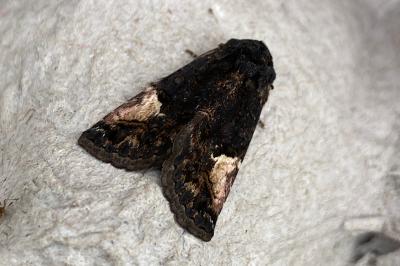 <i>Aedia funesta</i>
