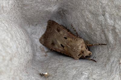 <i>Agrotis exclamationis</i>