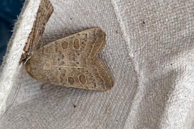 <i>Hoplodrina ambigua</i>