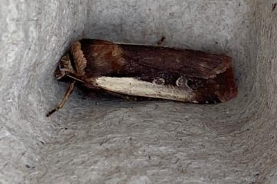 <i>Ochropleura plecta</i>