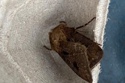 <i>Agrotis exclamationis</i>