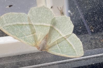 <i>Campaea margaritaria</i>
