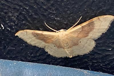<i>Idaea degeneraria</i>