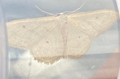 <i>Idaea straminata</i>
