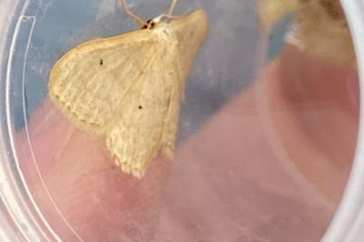 <i>Idaea</i>