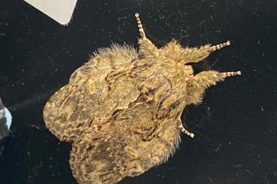 <i>Peridea anceps</i>