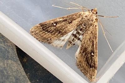 <i>Parapoynx stratiotata</i>