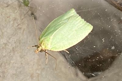 <i>Tortrix viridana</i>