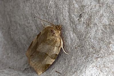 <i>Choristoneura hebenstreitella</i>