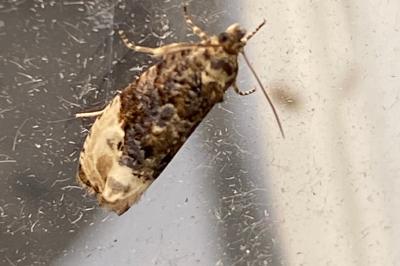 <i>Hedya nubiferana</i>