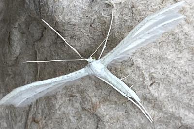 <i>Pterophorus pentadactylus</i>