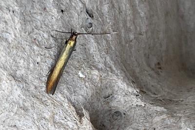 <i>Coleophora</i>