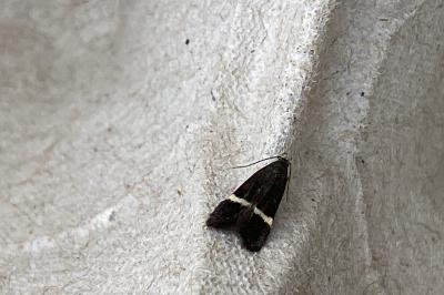 <i>Aproaerema</i>