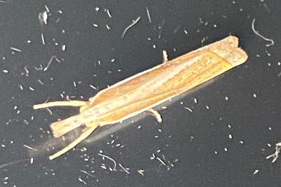 <i>Crambus</i>