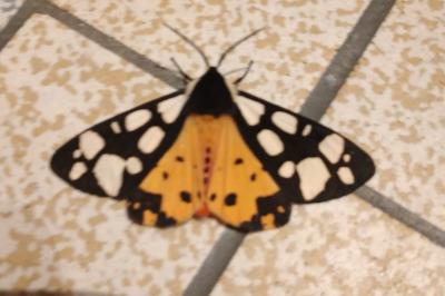 <i>Arctia villica</i>