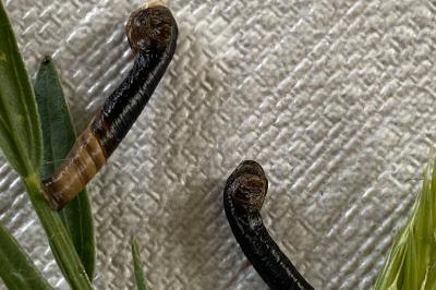 <i>Coleophora</i>